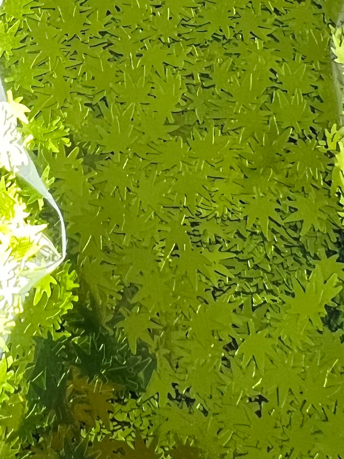 Happy Leaves